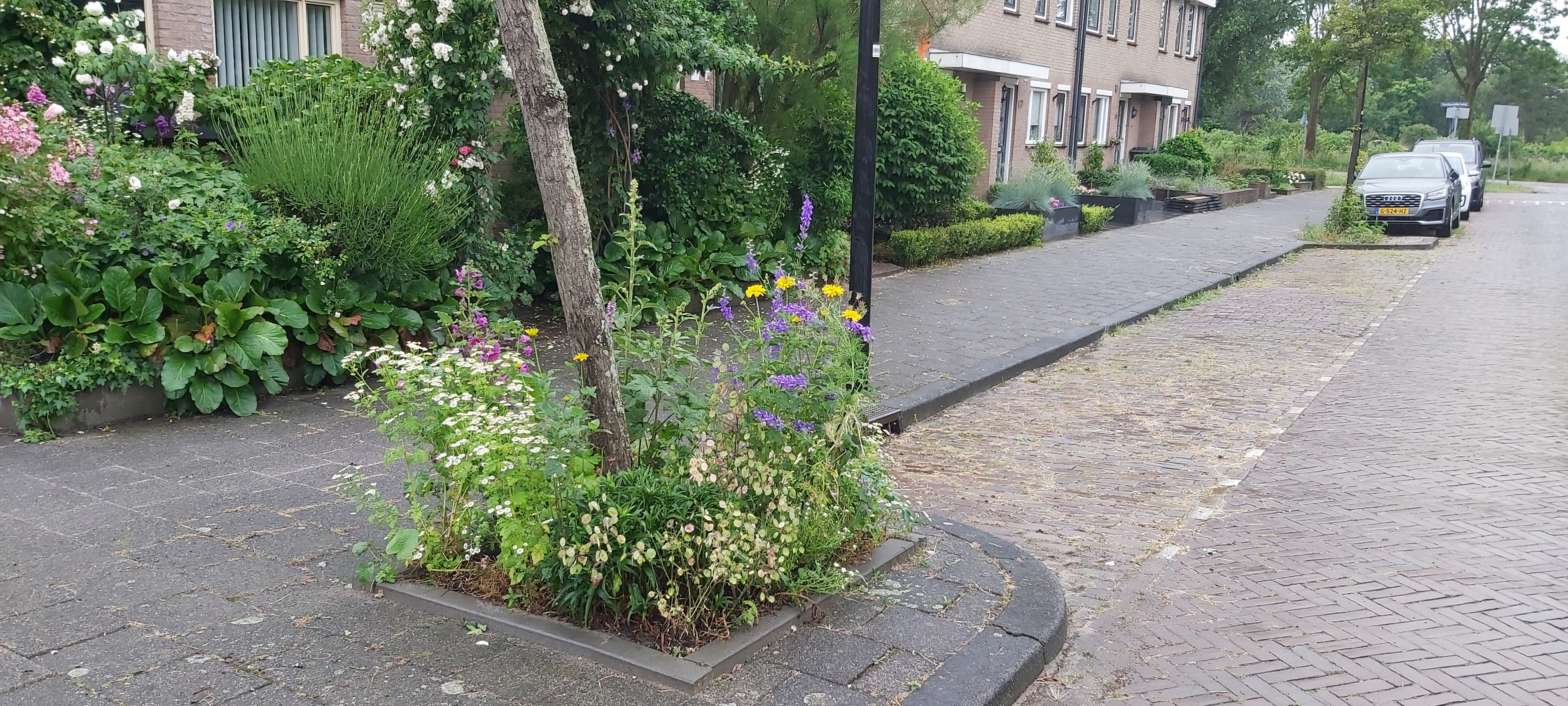Opgefleurde boomspiegel in Hoekpolder