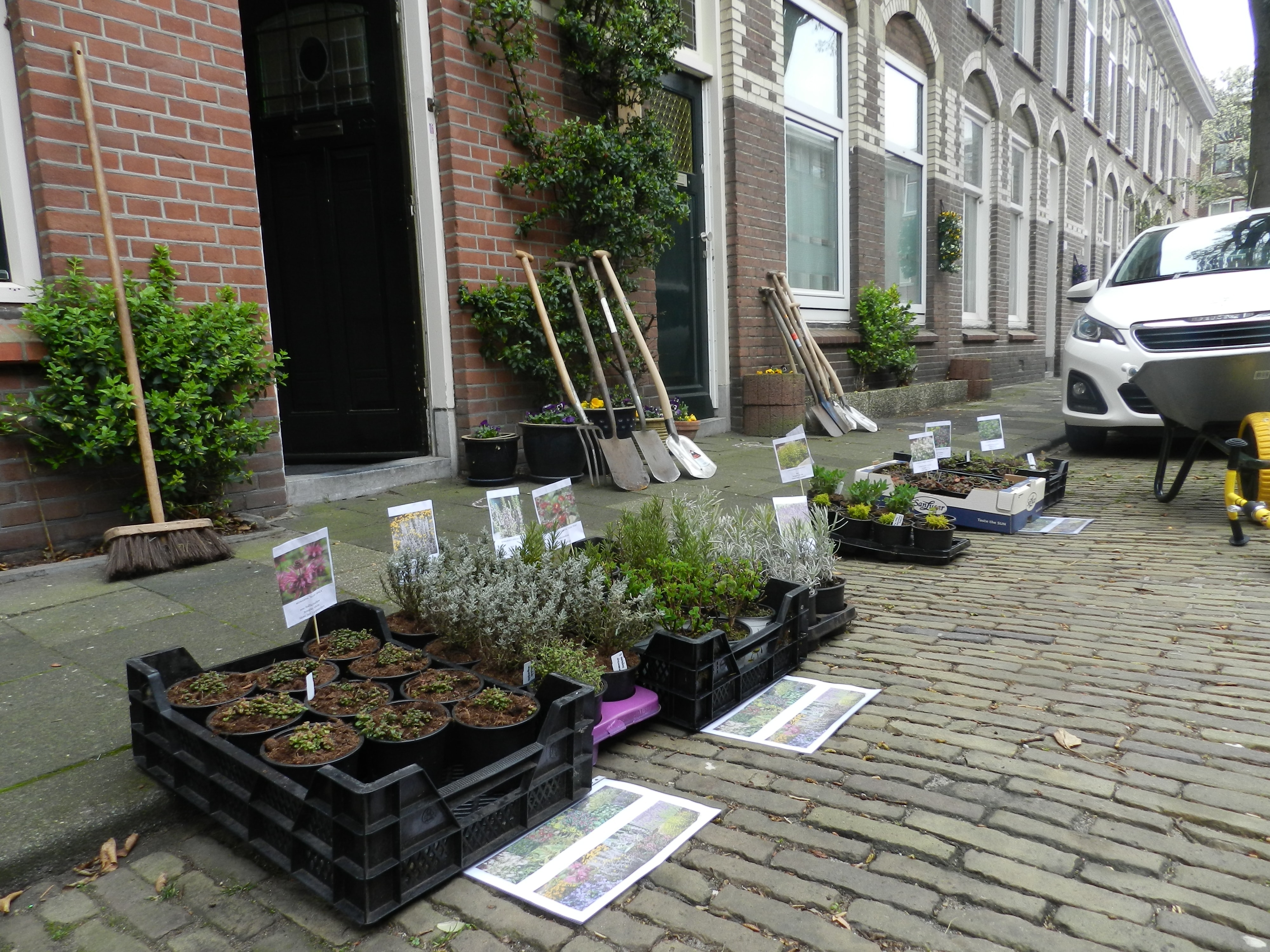 Groenproject Leliestraat